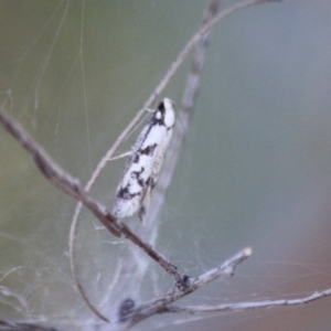 Eusemocosma pruinosa at Hughes, ACT - 6 Nov 2019