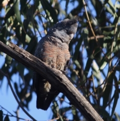 Callocephalon fimbriatum (Gang-gang Cockatoo) at Hughes Grassy Woodland - 5 Nov 2019 by LisaH