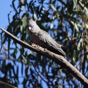 Callocephalon fimbriatum at Hughes, ACT - suppressed