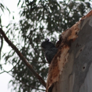 Callocephalon fimbriatum at Hughes, ACT - 2 Nov 2019