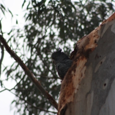 Callocephalon fimbriatum (Gang-gang Cockatoo) at Red Hill to Yarralumla Creek - 2 Nov 2019 by LisaH