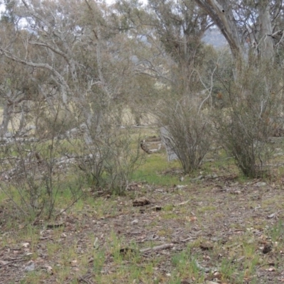 Bursaria spinosa (Native Blackthorn, Sweet Bursaria) at Lanyon - northern section - 26 Oct 2019 by michaelb