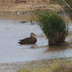 Anas superciliosa (Pacific Black Duck) at Lanyon - northern section A.C.T. - 26 Oct 2019 by michaelb