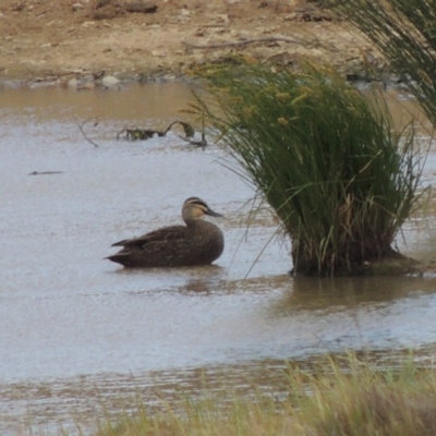 Anas superciliosa (Pacific Black Duck) at Lanyon - northern section - 26 Oct 2019 by michaelb