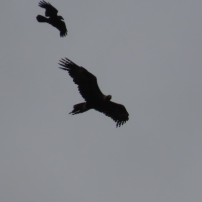 Aquila audax (Wedge-tailed Eagle) at Garran, ACT - 3 Nov 2019 by AndyRoo