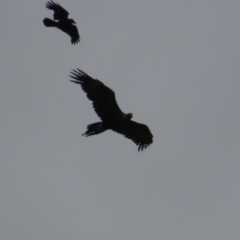 Aquila audax (Wedge-tailed Eagle) at Garran, ACT - 3 Nov 2019 by AndrewZelnik