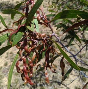 Acacia pycnantha at Jerrabomberra, NSW - 6 Nov 2019