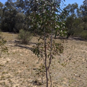 Acacia pycnantha at Jerrabomberra, NSW - 6 Nov 2019