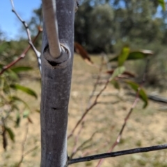 Acacia pycnantha at Jerrabomberra, NSW - 6 Nov 2019