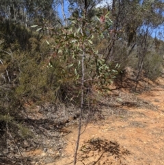 Acacia pycnantha (Golden Wattle) at Jerrabomberra, NSW - 6 Nov 2019 by MattM