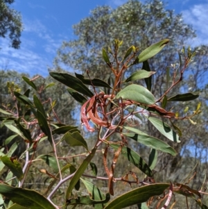 Acacia pycnantha at Jerrabomberra, NSW - 6 Nov 2019