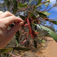 Acacia pycnantha at Jerrabomberra, NSW - 6 Nov 2019