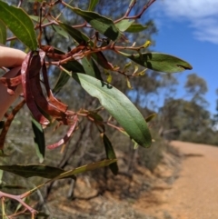 Acacia pycnantha at Jerrabomberra, NSW - 6 Nov 2019