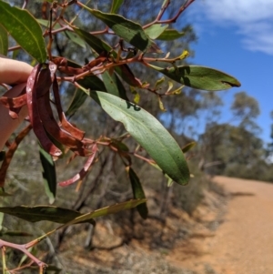 Acacia pycnantha at Jerrabomberra, NSW - 6 Nov 2019 11:12 AM