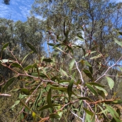 Acacia pycnantha at Jerrabomberra, NSW - 6 Nov 2019 11:12 AM