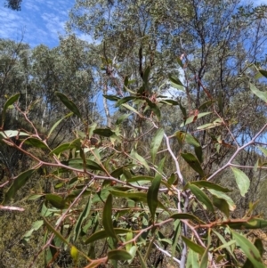 Acacia pycnantha at Jerrabomberra, NSW - 6 Nov 2019