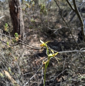 Diuris sulphurea at Jerrabomberra, NSW - suppressed