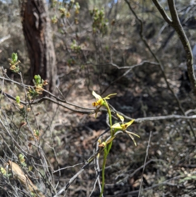 Diuris sulphurea (Tiger Orchid) at Mount Jerrabomberra - 6 Nov 2019 by MattM