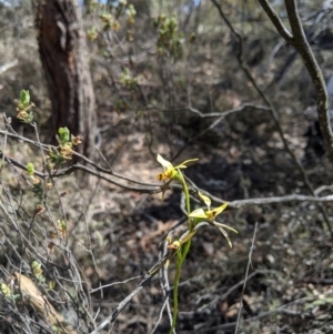 Diuris sulphurea at Jerrabomberra, NSW - 6 Nov 2019