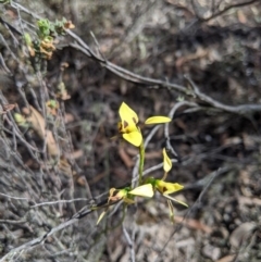 Diuris sulphurea at Jerrabomberra, NSW - suppressed