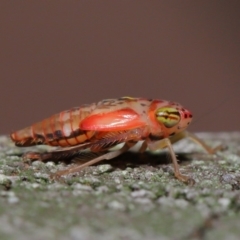Cicadellidae (family) (Unidentified leafhopper) at Acton, ACT - 5 Nov 2019 by TimL