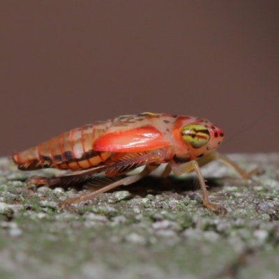 Cicadellidae (family) (Unidentified leafhopper) at ANBG - 5 Nov 2019 by TimL