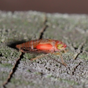 Cicadellidae (family) at Acton, ACT - 5 Nov 2019 01:17 PM