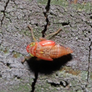 Cicadellidae (family) at Acton, ACT - 5 Nov 2019 01:17 PM