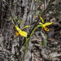 Diuris sulphurea (Tiger Orchid) at Mount Jerrabomberra QP - 6 Nov 2019 by MattM