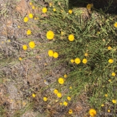 Rutidosis leptorhynchoides (Button Wrinklewort) at Blue Gum Point to Attunga Bay - 11 Jun 2019 by sglauert