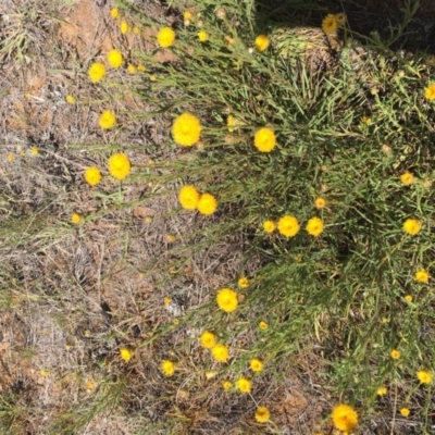 Rutidosis leptorhynchoides (Button Wrinklewort) at Lake Burley Griffin West - 11 Jun 2019 by sglauert