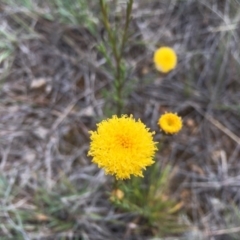 Rutidosis leptorhynchoides at Lake Burley Griffin West - 11 Jun 2019