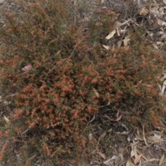 Lissanthe strigosa subsp. subulata (Peach Heath) at Red Hill, ACT - 2 Nov 2019 by AndyRoo