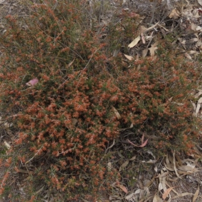 Lissanthe strigosa subsp. subulata (Peach Heath) at Red Hill, ACT - 2 Nov 2019 by AndrewZelnik