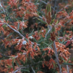 Lissanthe strigosa subsp. subulata at Red Hill, ACT - 2 Nov 2019