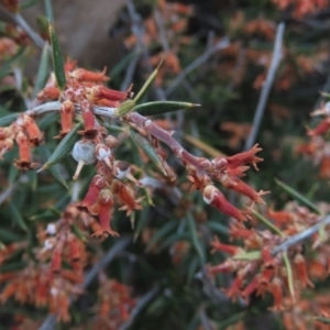 Lissanthe strigosa subsp. subulata at Red Hill, ACT - 2 Nov 2019