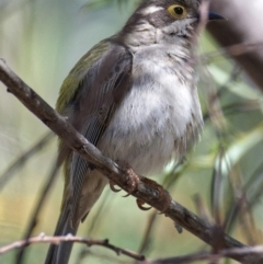 Melithreptus brevirostris (Brown-headed Honeyeater) at Namadgi National Park - 5 Nov 2019 by Marthijn