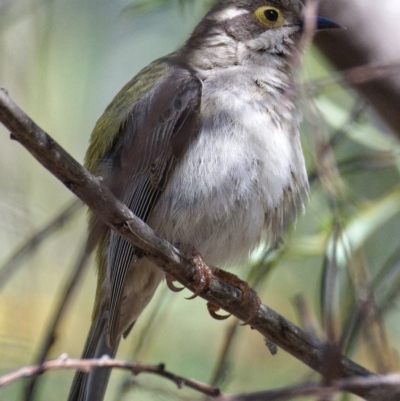 Melithreptus brevirostris (Brown-headed Honeyeater) at Paddys River, ACT - 5 Nov 2019 by Marthijn