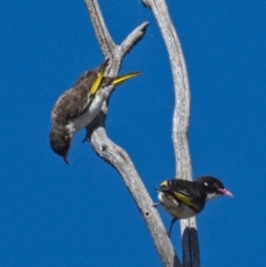 Grantiella picta (Painted Honeyeater) at Namadgi National Park - 5 Nov 2019 by Marthijn