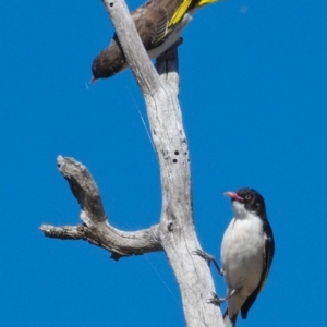 Grantiella picta at Tennent, ACT - 6 Nov 2019