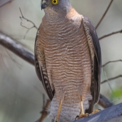 Accipiter cirrocephalus (Collared Sparrowhawk) at Paddys River, ACT - 5 Nov 2019 by Marthijn