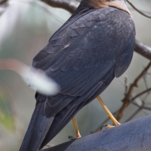 Tachyspiza cirrocephala at Paddys River, ACT - 6 Nov 2019