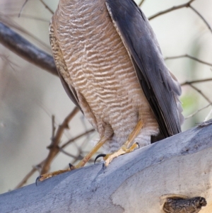 Tachyspiza cirrocephala at Paddys River, ACT - 6 Nov 2019