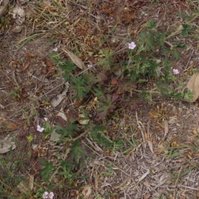 Geranium solanderi var. solanderi (Native Geranium) at Red Hill, ACT - 2 Nov 2019 by AndyRoo