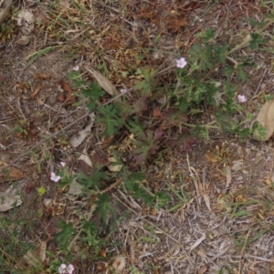 Geranium solanderi var. solanderi at Red Hill, ACT - 2 Nov 2019