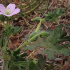 Geranium solanderi var. solanderi at Red Hill, ACT - 2 Nov 2019