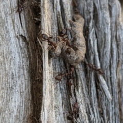Papyrius sp (undescribed) (Hairy Coconut Ant) at Mount Jerrabomberra - 6 Nov 2019 by MattM