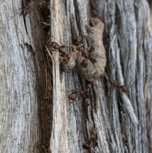 Papyrius sp (undescribed) at Jerrabomberra, NSW - 6 Nov 2019 01:35 PM