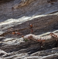 Papyrius sp (undescribed) at Jerrabomberra, NSW - 6 Nov 2019 01:35 PM