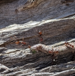 Papyrius sp (undescribed) at Jerrabomberra, NSW - 6 Nov 2019 01:35 PM